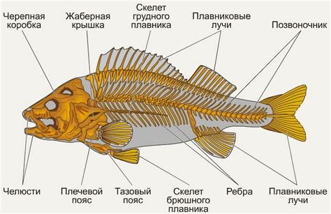 Скелет рыбы как символ перерождения и изменений
