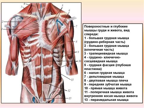 Слабые мышцы корсета спины и живота