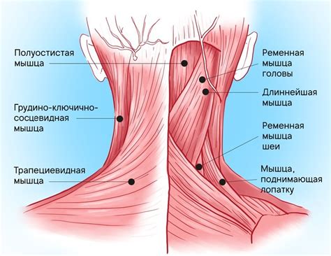 Следующие методы лечения помогут справиться с шишкой на шее сзади: