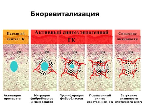 Снижение активности фибробластов