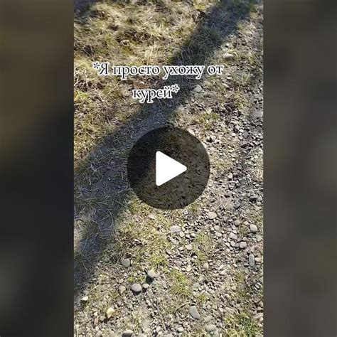Сны о курицах у женщин