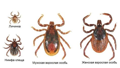 Собаки и эмоциональное напряжение: снижение вероятности случайных укусов в стрессовых ситуациях