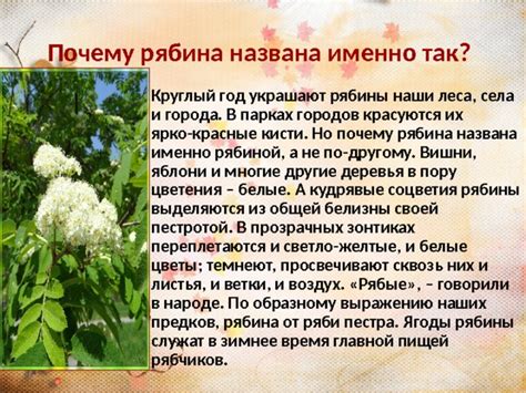 Собирание рябины в черте города
