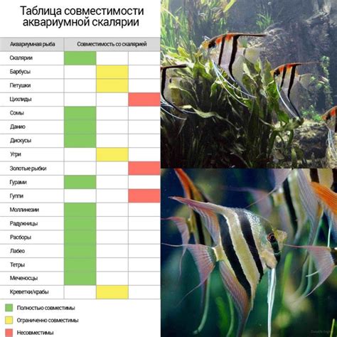 Совместимость в аквариуме