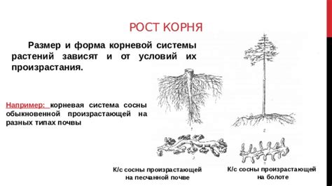 Совместимость корневой системы черешни и сосны