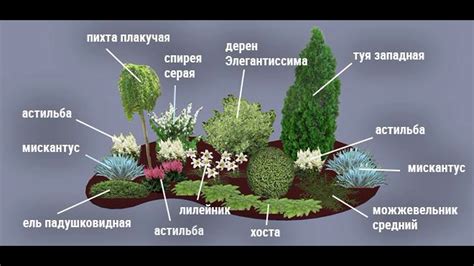 Создание барьера с помощью растений