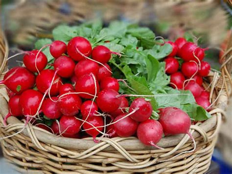 Сорта редиски, совместимые с клубникой