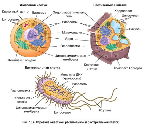 Состав губоковых организмов