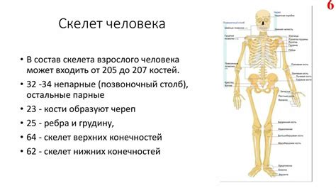 Состав и функции скелетно-мышечной системы: движение, поддержка и защита организма