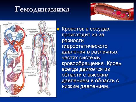 Сосуды и периферическая циркуляция