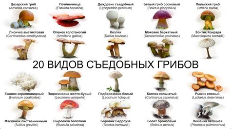Сохранность и характеристики грибов: что влияет на долговечность при хранении в алюминиевой посуде