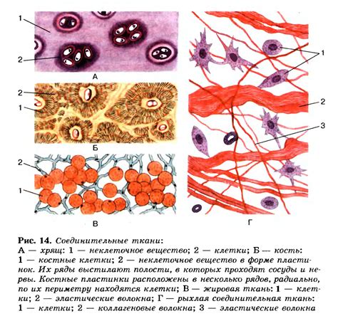 Специализированные клетки и ткани