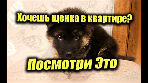 Специфика поведения овчарки в квартире