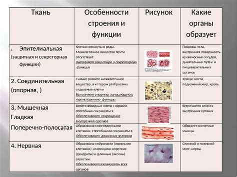 Специфика строения ткани