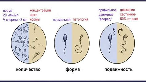 Спортивный режим и улучшение показателей репродуктивного здоровья у мужчин