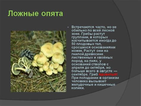 Способы использования грибов