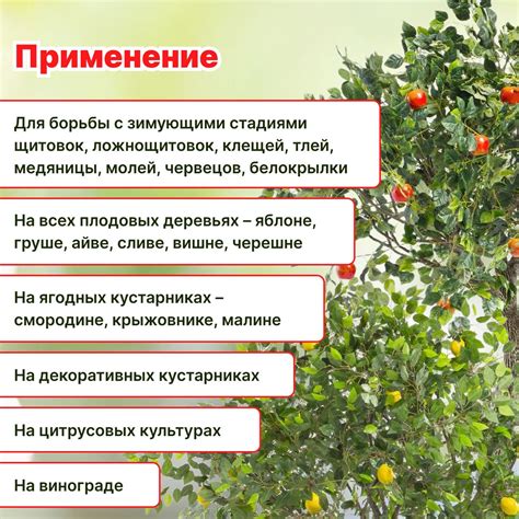 Способы оберегания цитрусовых от вредителей и заболеваний