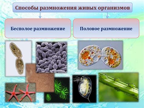 Способы определения живых организмов