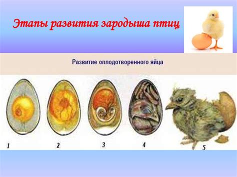 Способы определения наличия яйца у курицы