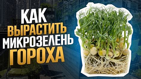 Способы подачи гороха птицам