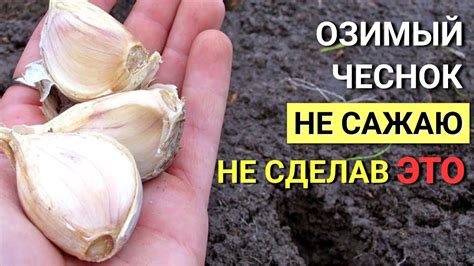 Способы употребления чеснока перед сном