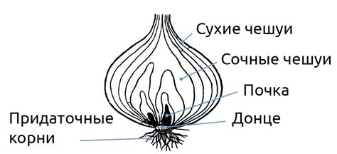 Сравнение лука порея и лука репчатого