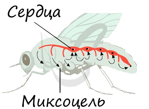 Сравнение полета мухи с другими насекомыми