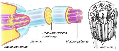 Сравнение ресничек и жгутиков у амёбы