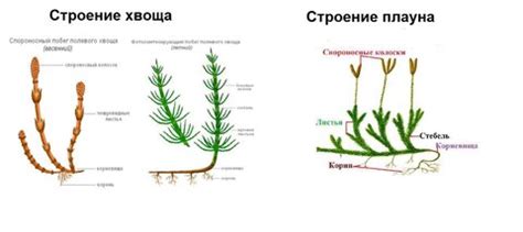 Сравнение строения и функций корней у плаунов и хвощей