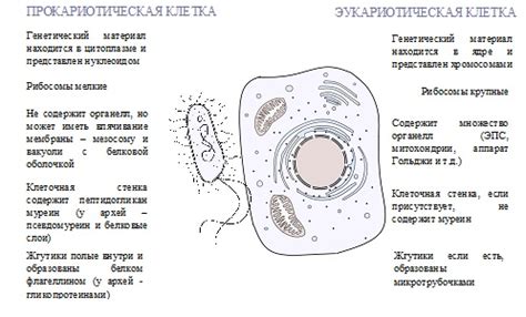 Сравнение ядерной мембраны у бактерий и эукариот