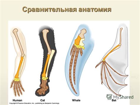 Сравнительная анатомия вшей и возможные переходы