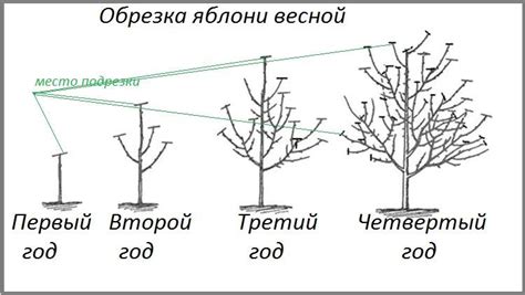 Сроки и частота обрезки облепихи