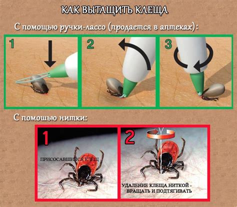Срочная помощь при обнаружении клеща