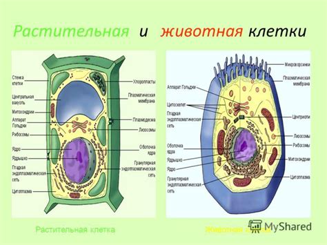 Стенка клеток растений и бактерий