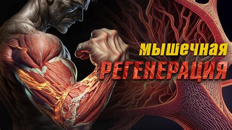 Стимуляция роста мышц и восстановление тканей