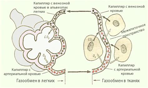 Стресс и аппарат дыхания