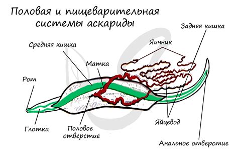 Строение выделительной системы у круглых червей