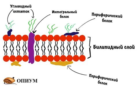 Строение и принцип работы мембраны