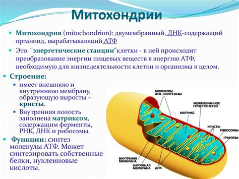 Строение и функции митохондрий