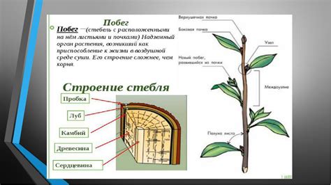 Строение и функции стеблей