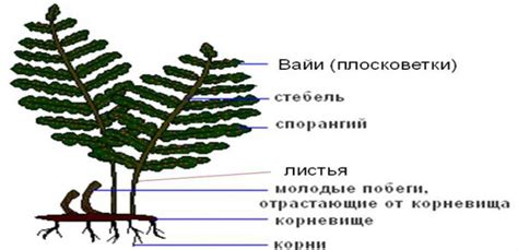 Строение корней папоротников