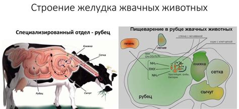 Строение коровьего желудка