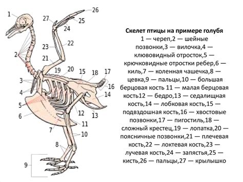 Строение скелета голубя