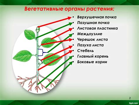 Строение спирогиры: корень, стебель, лист