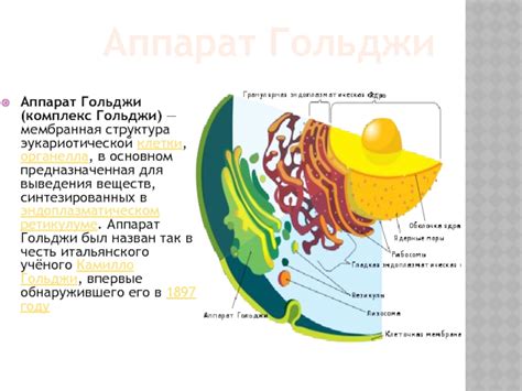 Структура аппарата Гольджи