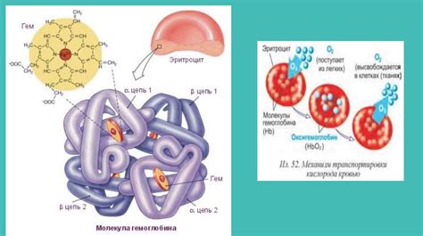 Структура гемоглобина и его функции