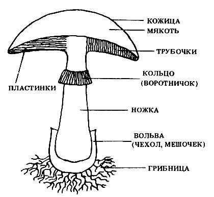 Структура грибов