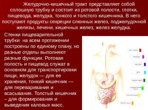 Структура и функции желудка, кишечника, кроющих желез и других органов