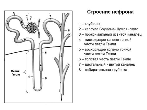 Структура и функции капсулы