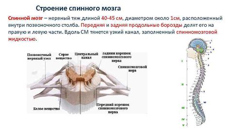 Структура и функции клеток спинного мозга